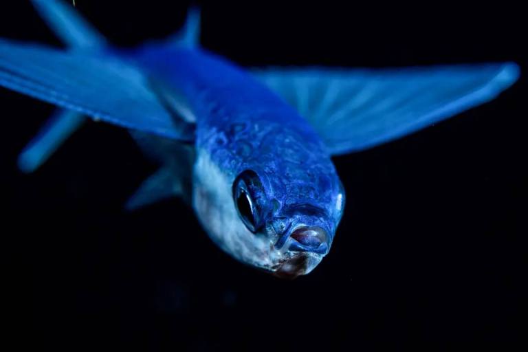 see beautiful fish in black water kona big island