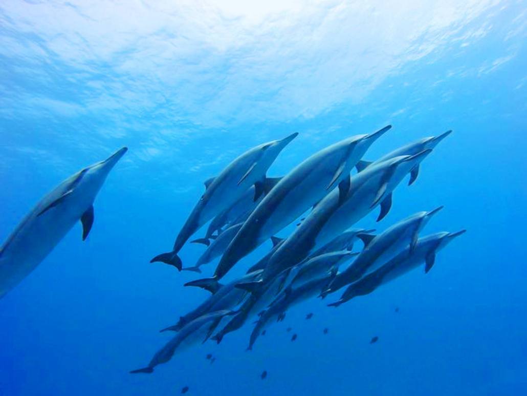 see hawaiian spinner dolphins on a dive kona big island