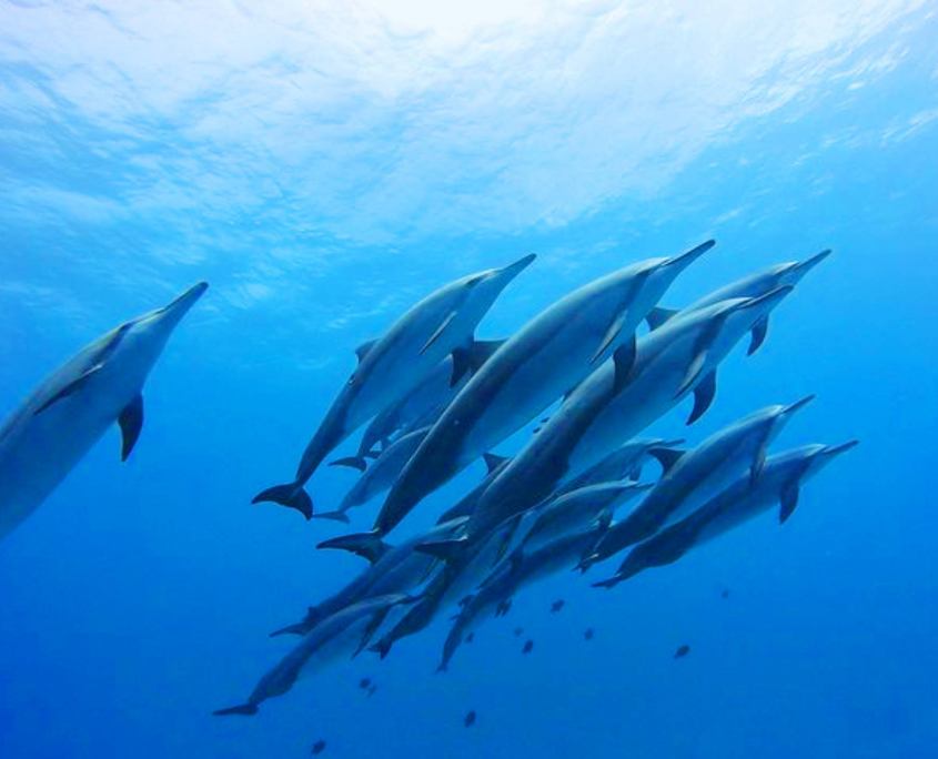 see hawaiian spinner dolphins on a dive kona big island