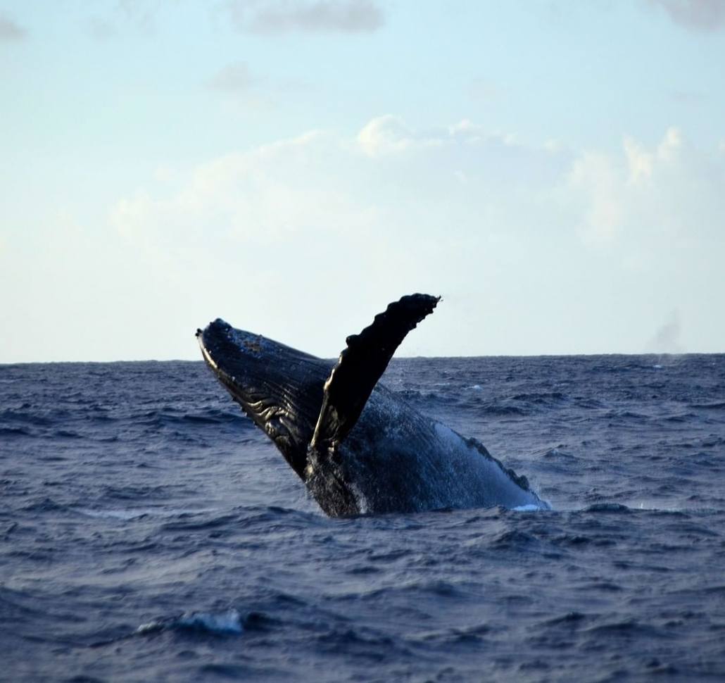 see humpback whale blue dolphin kauai