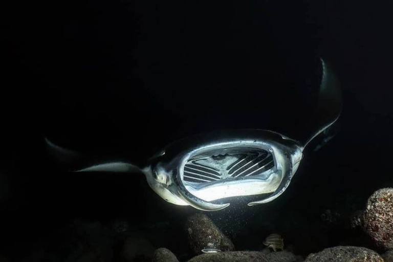 see marine life in black water kona big island
