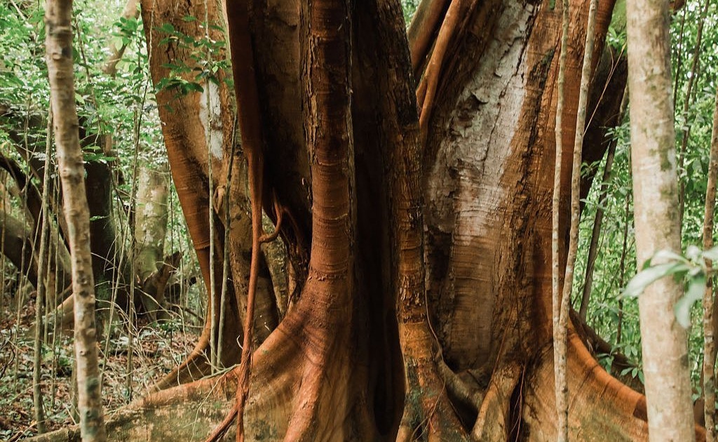 spend time among mighty banyan trees maui helewai eco tours