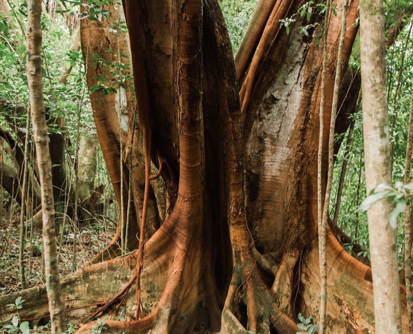 spend time among mighty banyan trees maui helewai eco tours