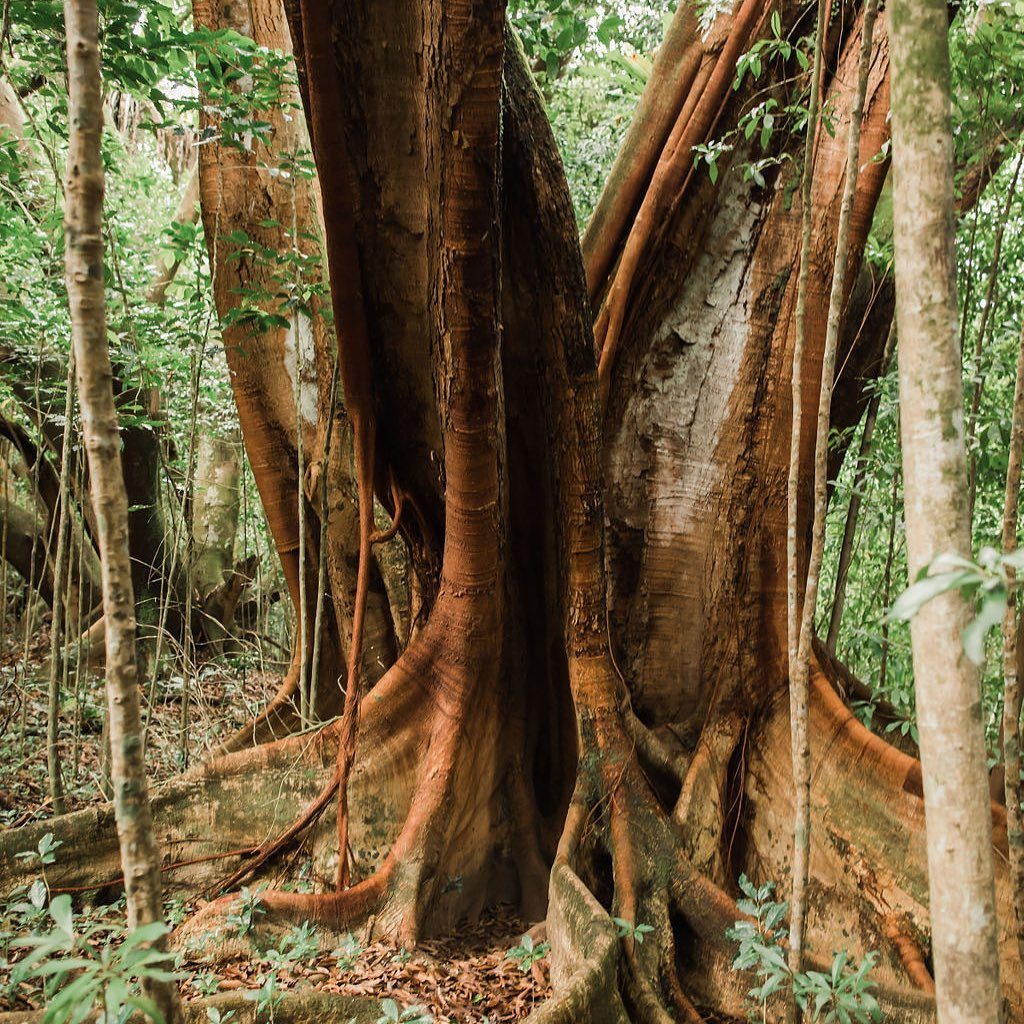 spend time among mighty banyan trees maui helewai eco tours