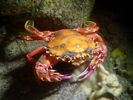 the beautiful rainbow swimming crab kona honu divers big island
