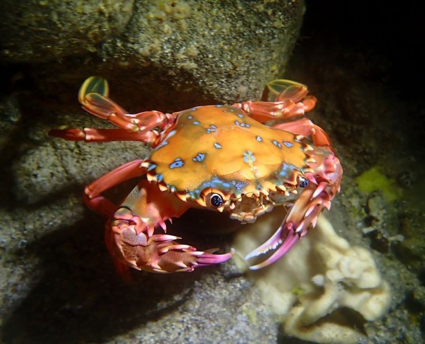 the beautiful rainbow swimming crab kona honu divers big island