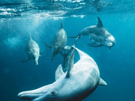 the breathtaking beauty of dolphin watching hawaii ocean project lanai dolphin snorkel tour