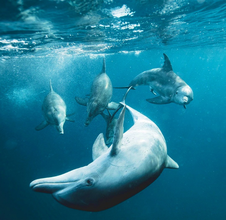 the breathtaking beauty of dolphin watching hawaii ocean project lanai dolphin snorkel tour