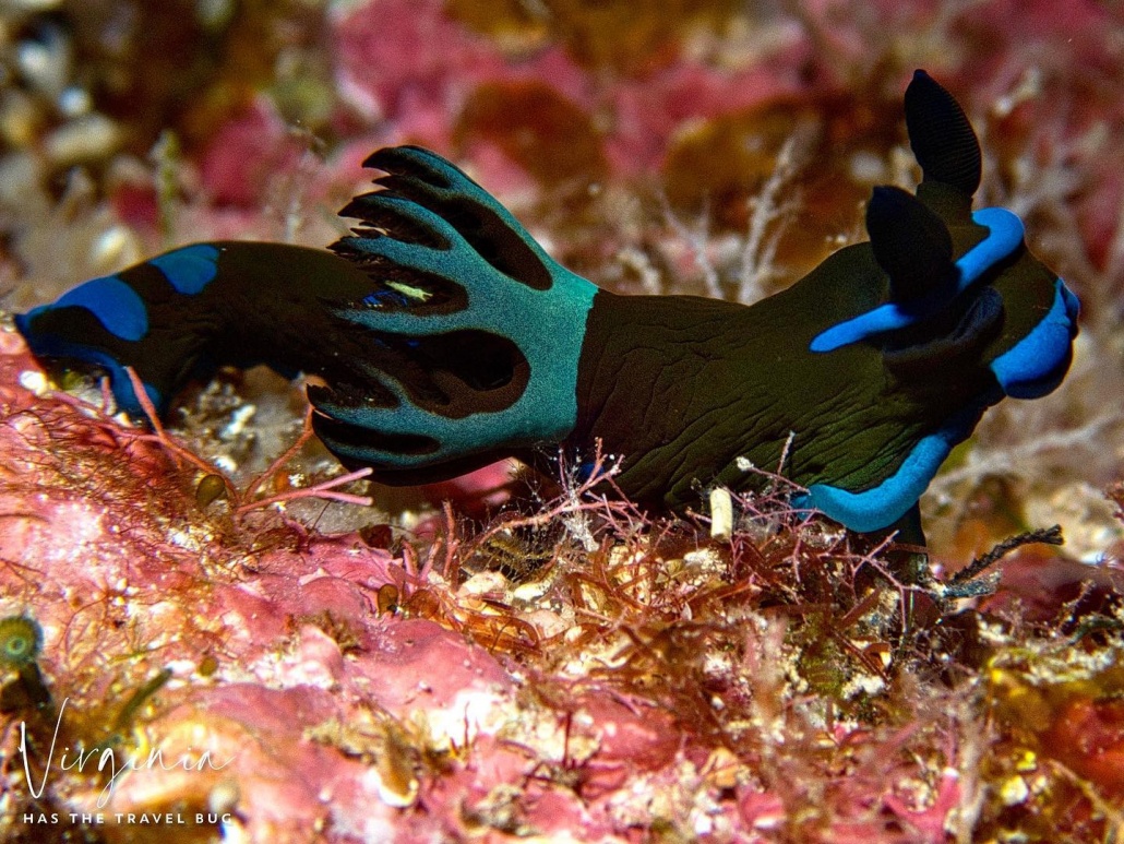 the gorgeous gloomy nudibranch struck a pose for the camera kona honu divers big island