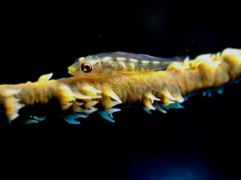 the little wire coral gobies run up and down their little homestead kona honu divers big island