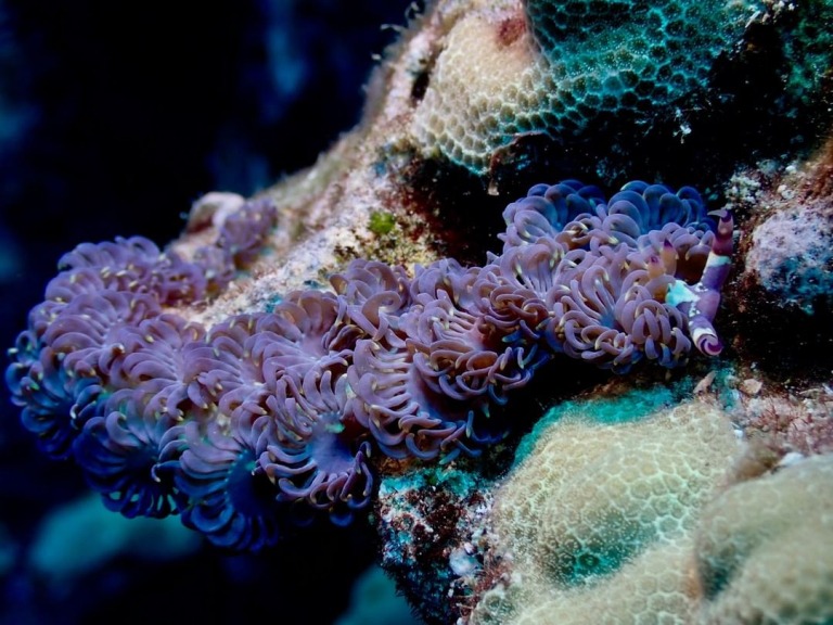 the pretty frilly blue dragon nudibranchs start off fairly transparent or white kona honu divers big island