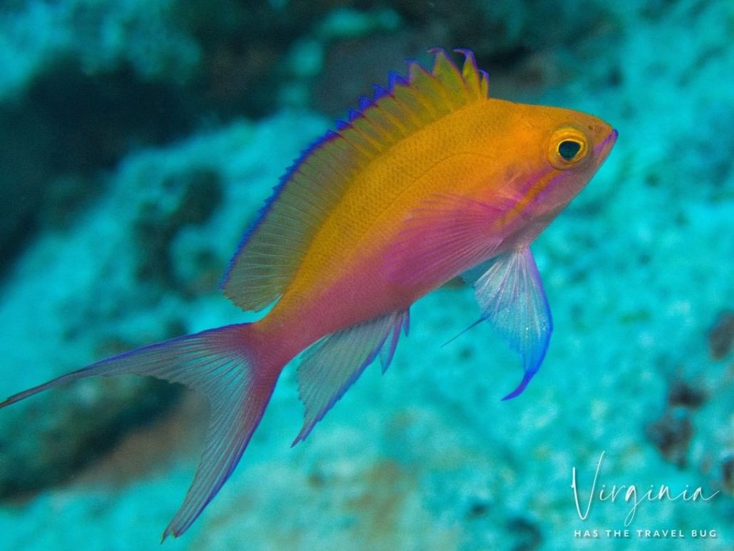 the pretty little fish can be such a tease kona honu divers big island