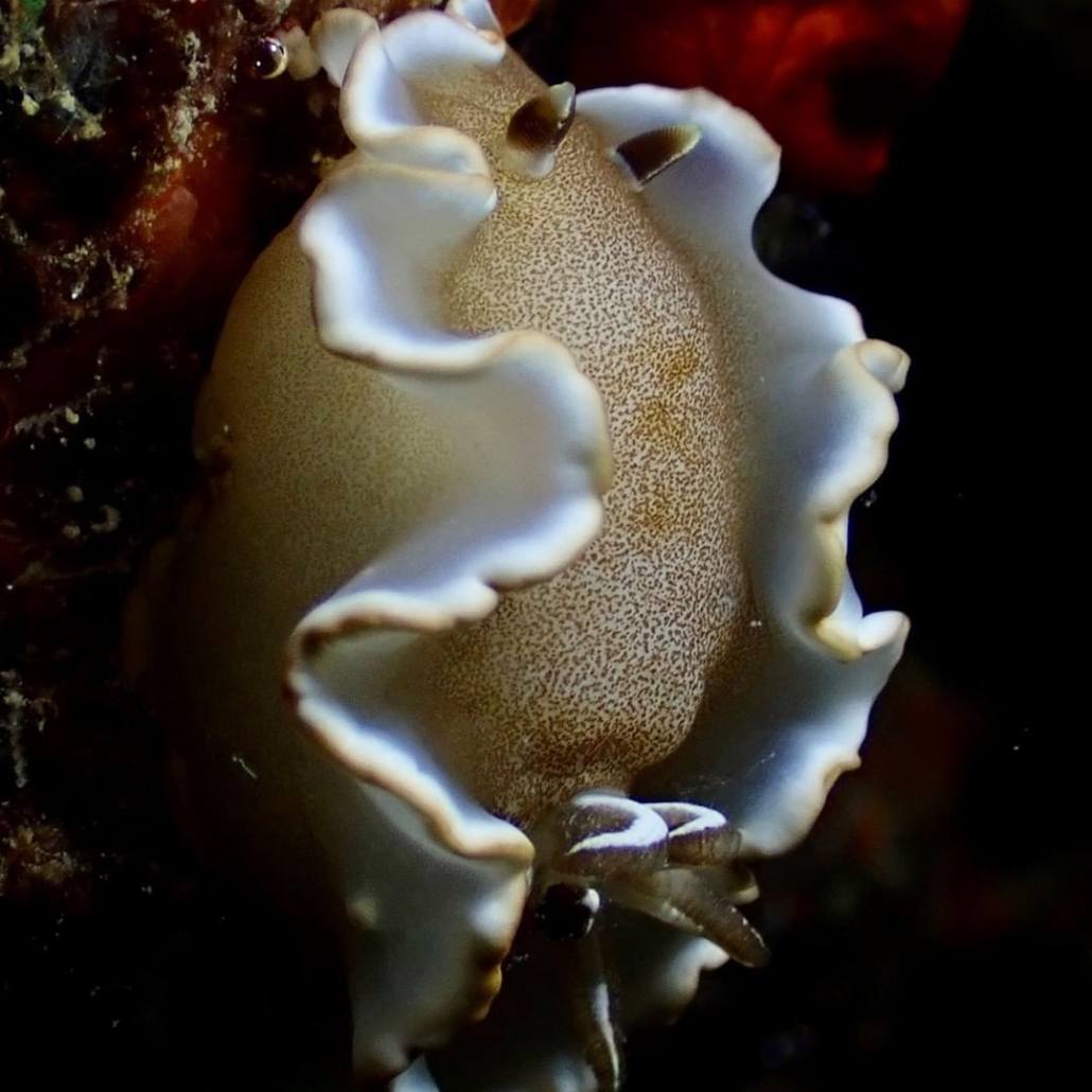 the white margin nudibranch kona honu divers big island