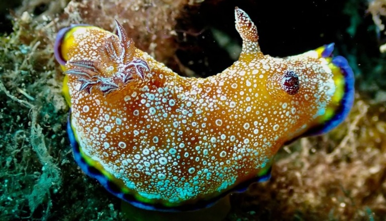 this white spotted nudibranch is quite a beauty and not spotted very often kona honu divers big island