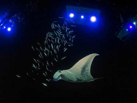 two tank night manta dive charter banner