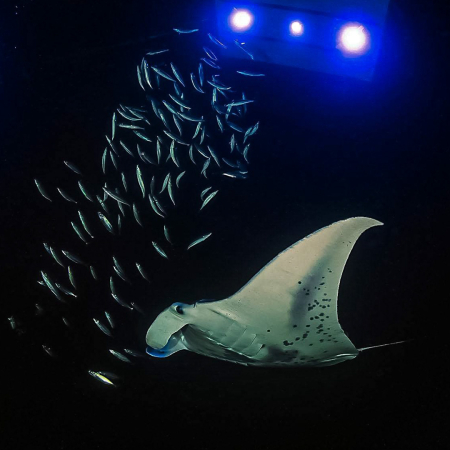 Two Tank Night Manta Dive Charter Produt