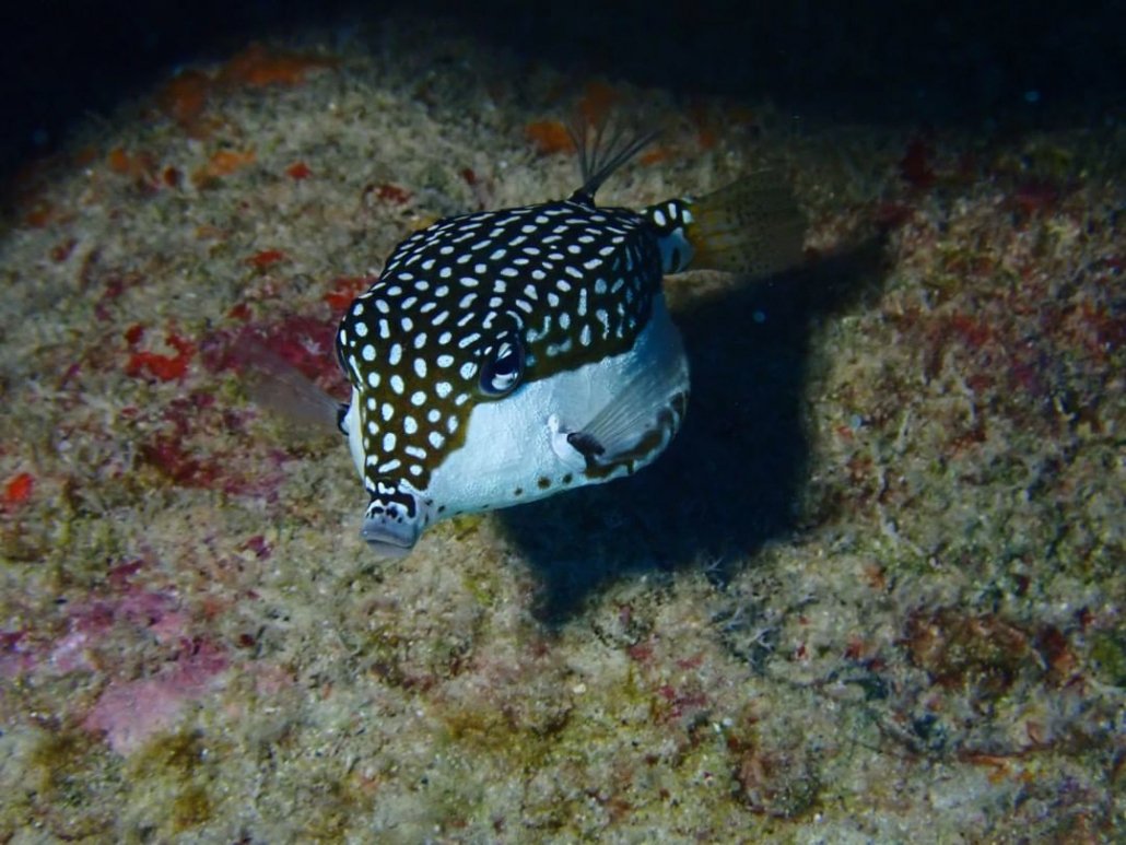 whitleys boxfish kona honu divers big island
