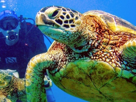 a diver and see some amazing marine life up close aloha scuba diving co