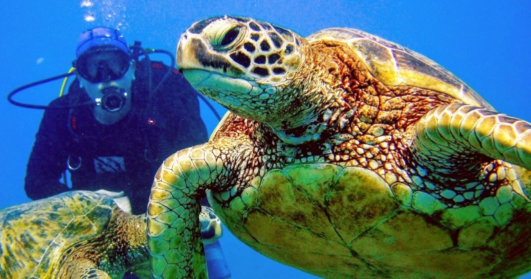 a diver and see some amazing marine life up close aloha scuba diving co