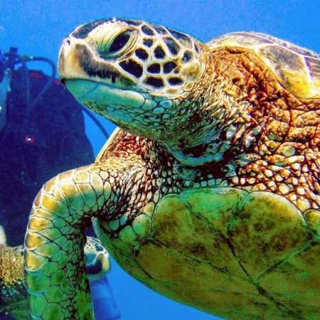 A Diver And See Some Amazing Marine Life Up Close Aloha Scuba Diving Co Product