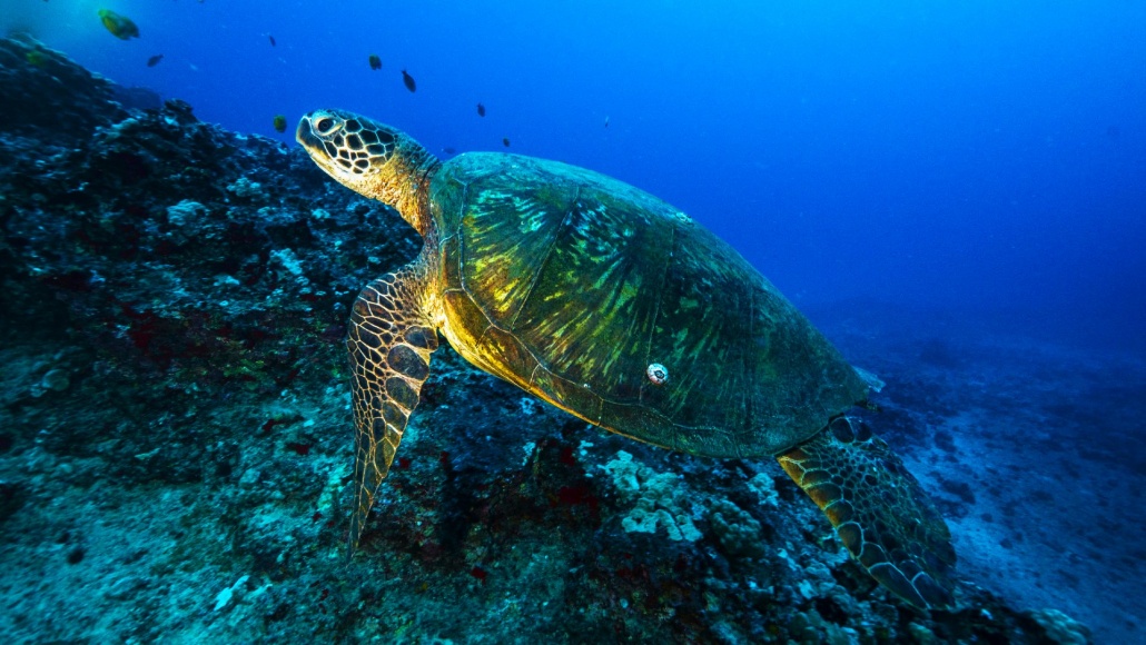 a fascinating journey through the underwater world night dives oahu island dive oahu