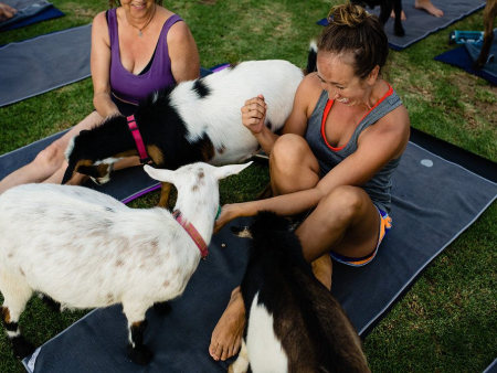 a new and exciting way to experience yoga