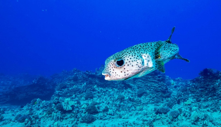 an amazing diving experience in hawaii shallow reefs tour dive oahu