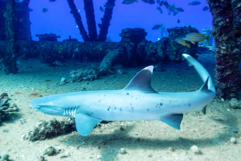 an amazing shallow reef dive aloha scuba diving co