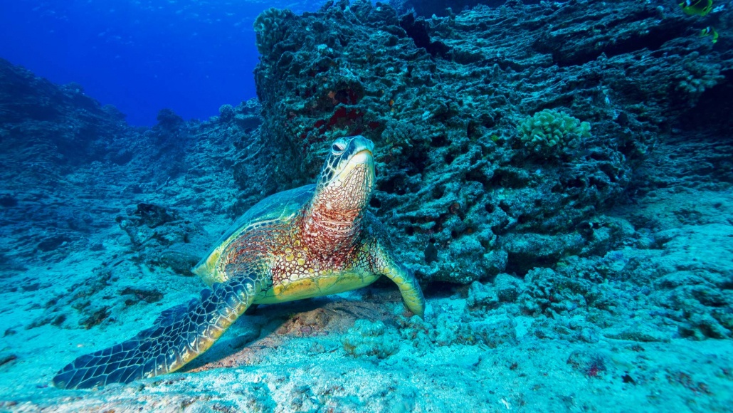 an unforgettable journey through the islands vibrant and diverse underwater world shallow reefs tour dive oahu