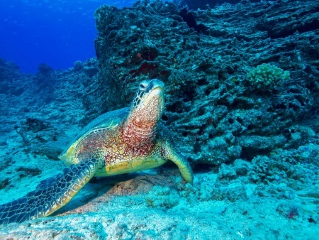 an unforgettable journey through the islands vibrant and diverse underwater world shallow reefs tour dive oahu