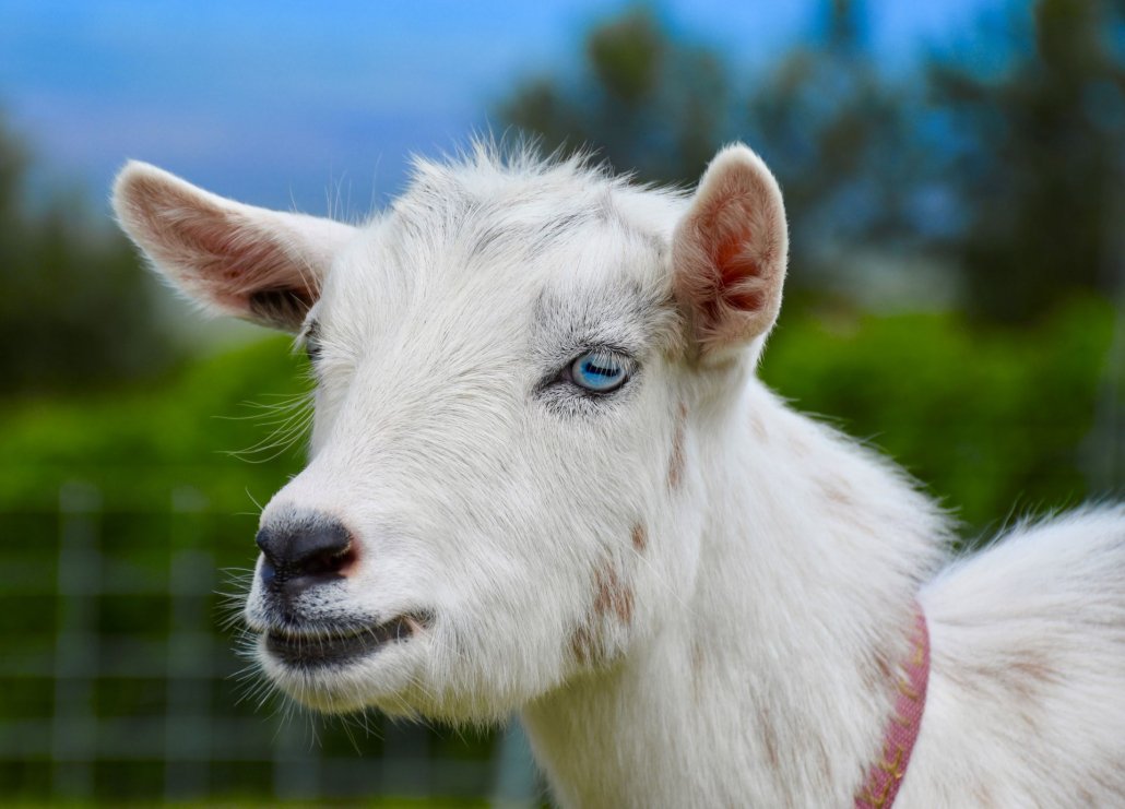 beautiful goat maui goat yoga