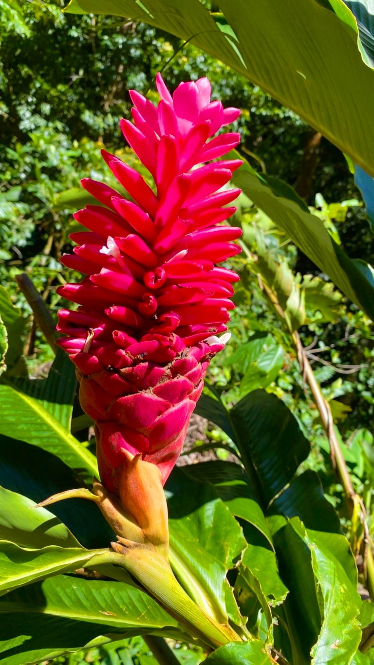 beautiful tropical gardens oahu tour scaled