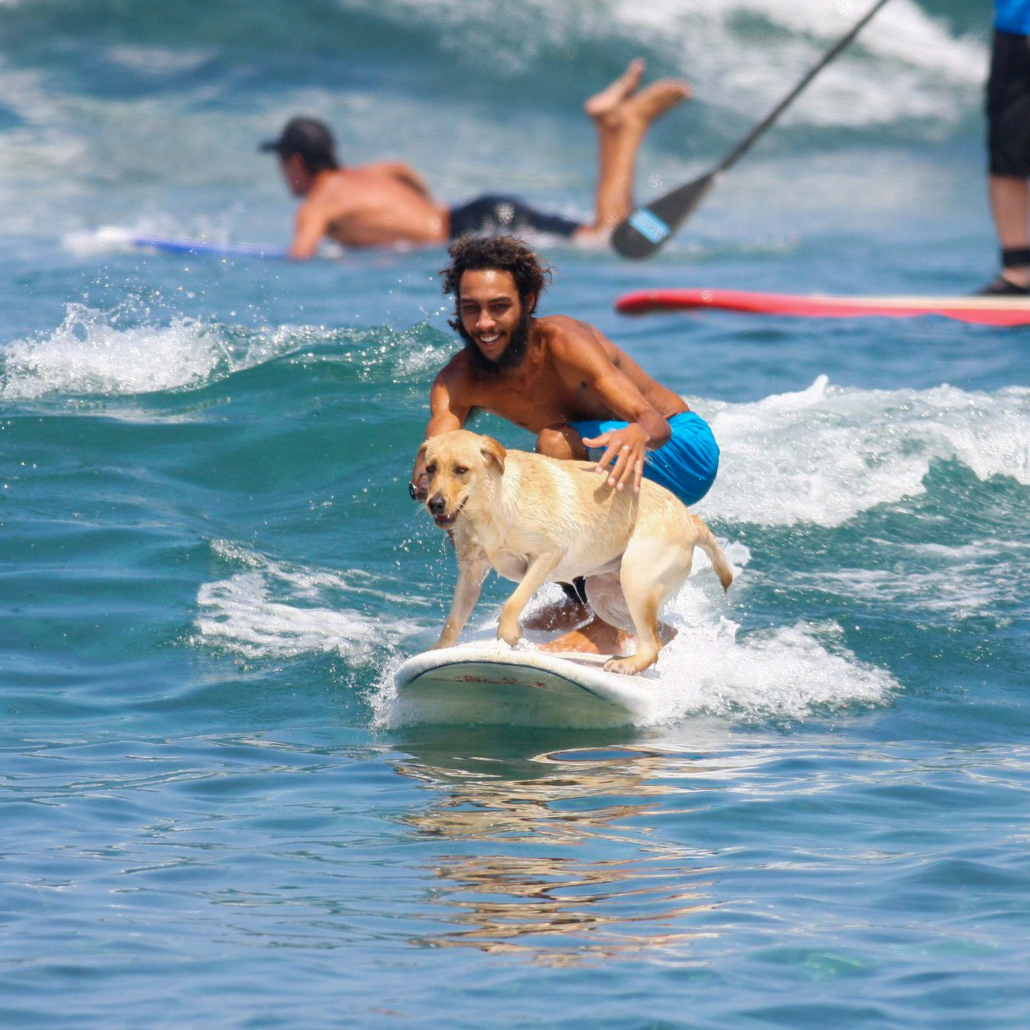 Best Surf Lessons In Hawaii Hawaii Lifeguard Surf Instructors Big Island