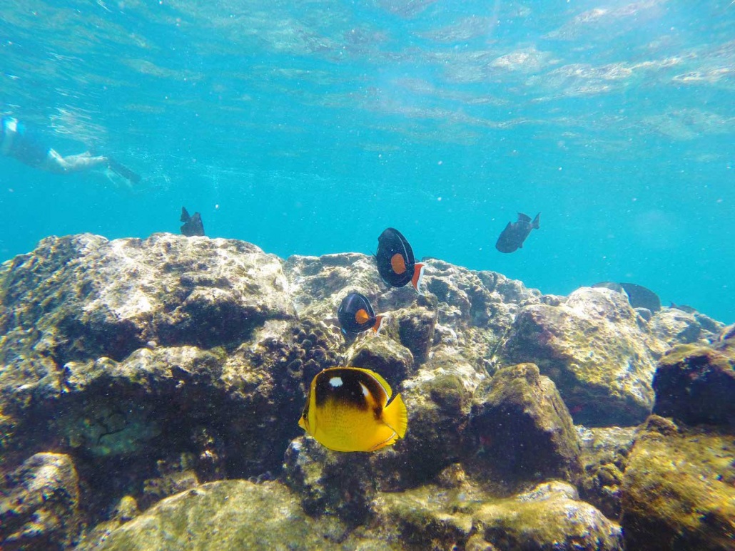 Captain Cook Exclusive Big Island's Top Water Activities