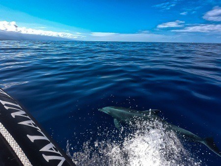 captain zodiac raft expedition pelagic wildlife excursion