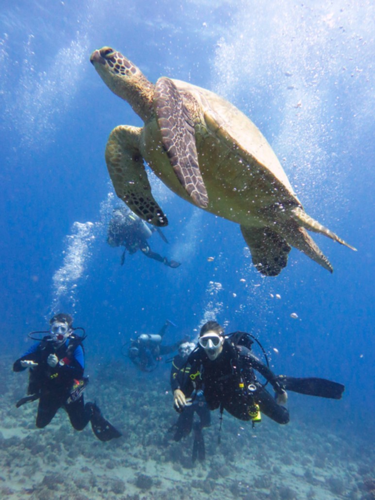 diving tour oahu