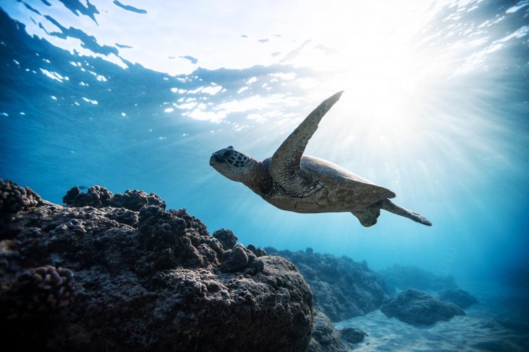 dive into one of hawaiis famous wrecks oahu island dive oahu wreck and reef tour