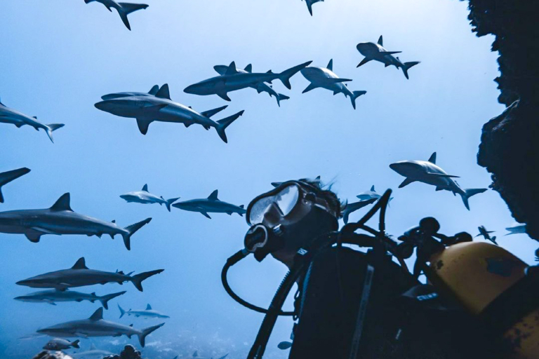 Diveoahu Night Diver Diver Watching Sharks