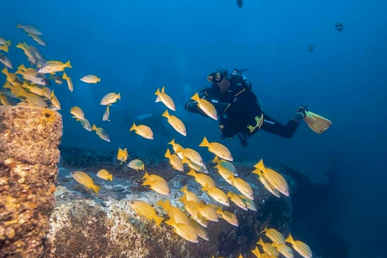 Diveoahu Night Diver Swimming With Fishs