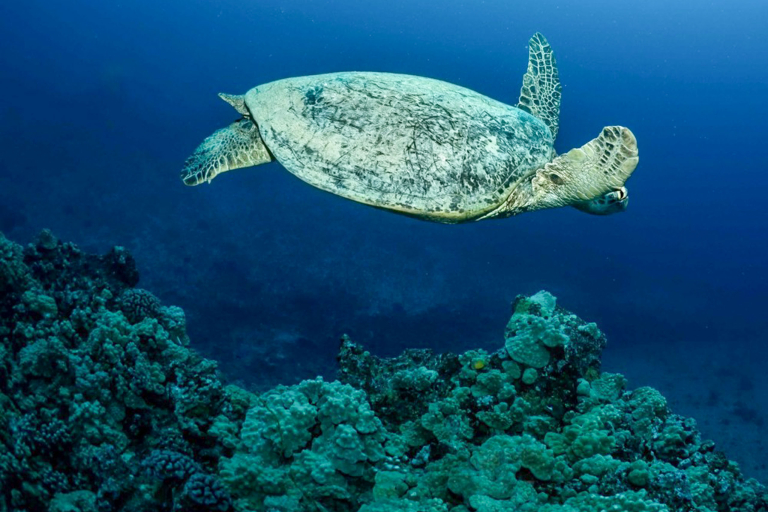 Diveoahu Night Diver Turtle