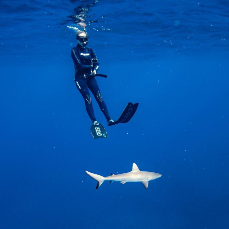 Diveoahu Snorkeling With Turtles Guest Shark