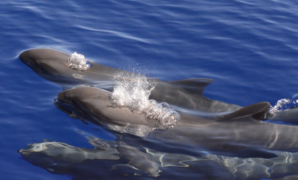 dolphins captain zodiac big island