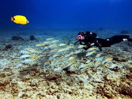 enjoy exceptional diving along honolulus famous reefs shallow reefs tour dive oahu