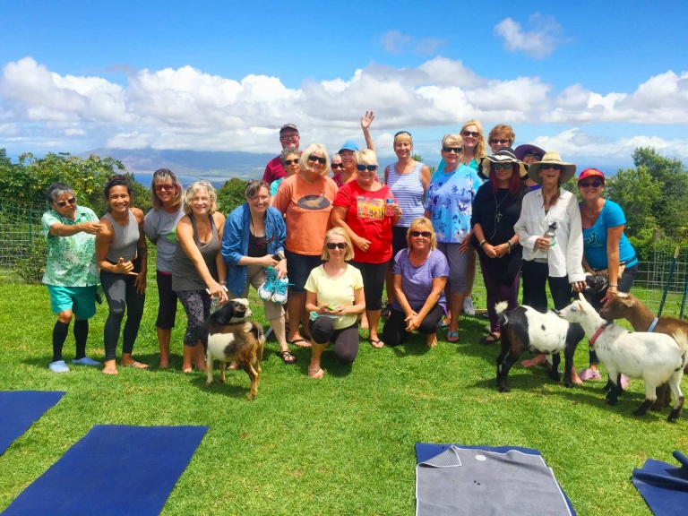 enjoy playful miniature goats maui goat yoga
