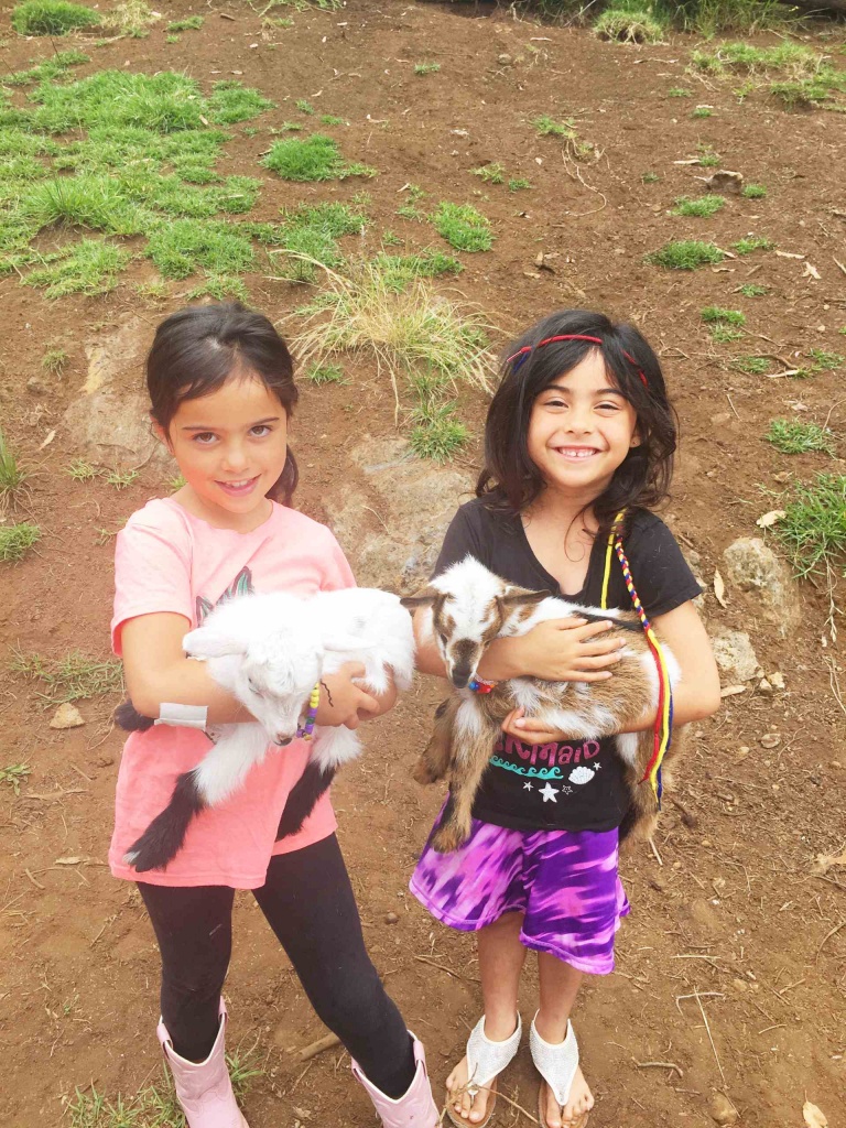 enjoy playful miniature goats that love to cuddle maui