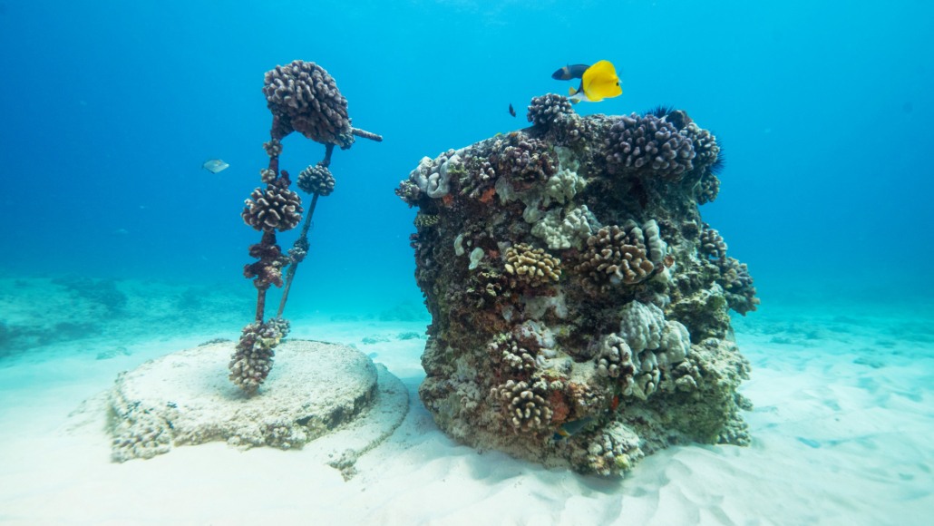 experience hawaiis unique seascape shallow reefs tour dive oahu