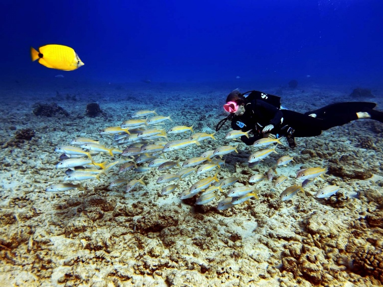 explore a beautiful reef site oahu island dive oahu wreck and reef tour