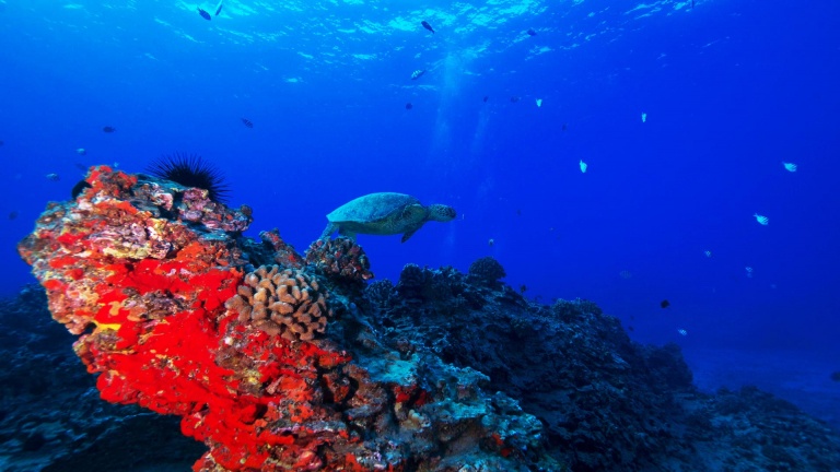 explore some of oahus underwater wrecks oahu island dive oahu wreck and reef tour