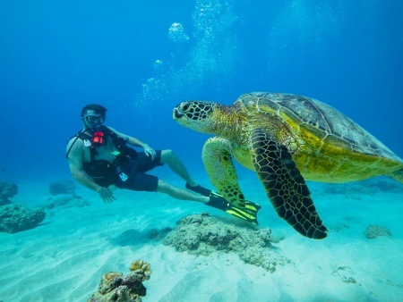 explore the underwater world in a completely new way introductory diving dive oahu