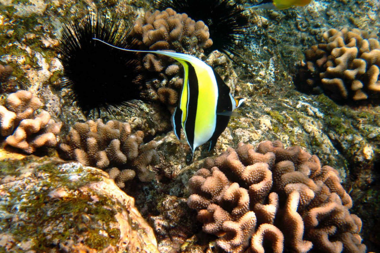 Exploring Beautiful Reefs Sea Quest Hawaii Expedition South Kona 